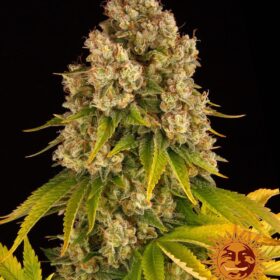 Cheese Auto Barneys Farm Seeds