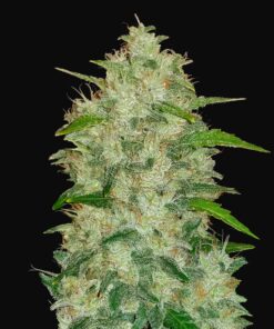 Chemdawg Auto Fast Buds Seeds