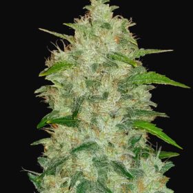 Chemdawg Auto Fast Buds Seeds