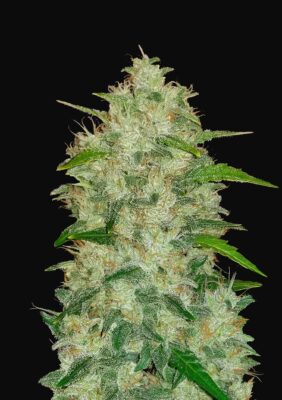 Chemdawg Auto Fast Buds Seeds