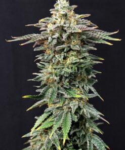 Cherry Dream Kannabia Seeds
