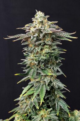Cherry Dream Kannabia Seeds