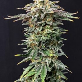 Cherry Dream Kannabia Seeds