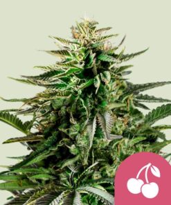 Cherry Pie Royal Queen Seeds