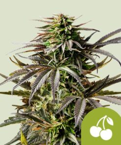 Cherry Pie Auto Royal Queen Seeds