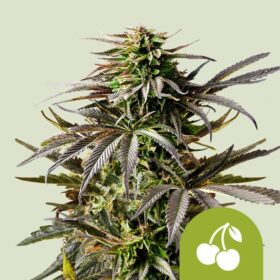 Cherry Pie Auto Royal Queen Seeds