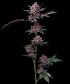 Cherry Poppers Barneys Farm Seeds