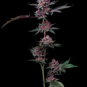 Cherry Poppers Barneys Farm Seeds