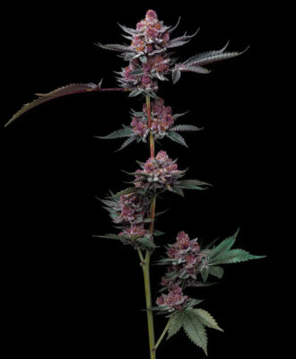 Cherry Poppers Barneys Farm Seeds