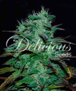 Chocobang Delicious Seeds