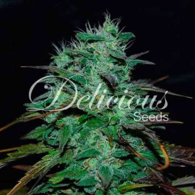 Chocobang Delicious Seeds