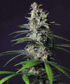Chocolate Haze Royal Queen Seeds