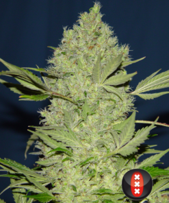 Chronic regular SeriousSeeds