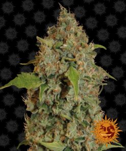 Chronic Thunder Barneys Farm Seeds