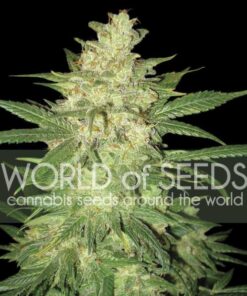 Colombian Gold Ryder Auto WorldOfSeeds