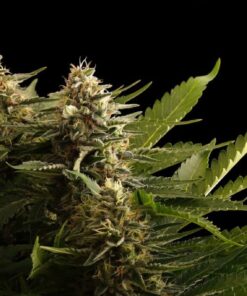 Colombian Jack Kannabia Seeds