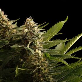 Colombian Jack Kannabia Seeds