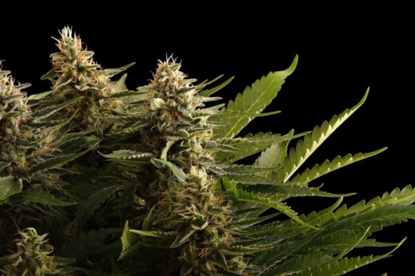 Colombian Jack Kannabia Seeds