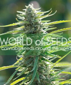 Colombian Gold WorldOfSeeds