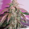 Compassion Lime CBD Auto Dutch Passion Seeds
