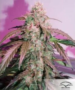 Compassion Lime CBD Auto Dutch Passion Seeds