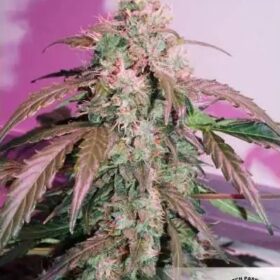 Compassion Lime CBD Auto Dutch Passion Seeds