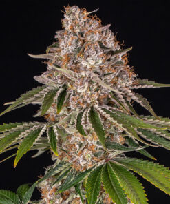 Cookie Casket Barneys Farm Seeds
