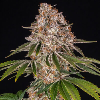 Cookie Casket Barneys Farm Seeds