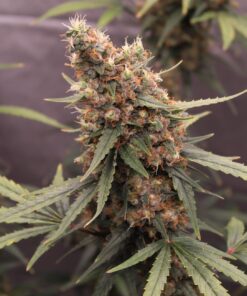 Cookies Gelato Auto Royal Queen Seeds
