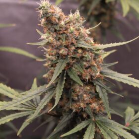 Cookies Gelato Auto Royal Queen Seeds