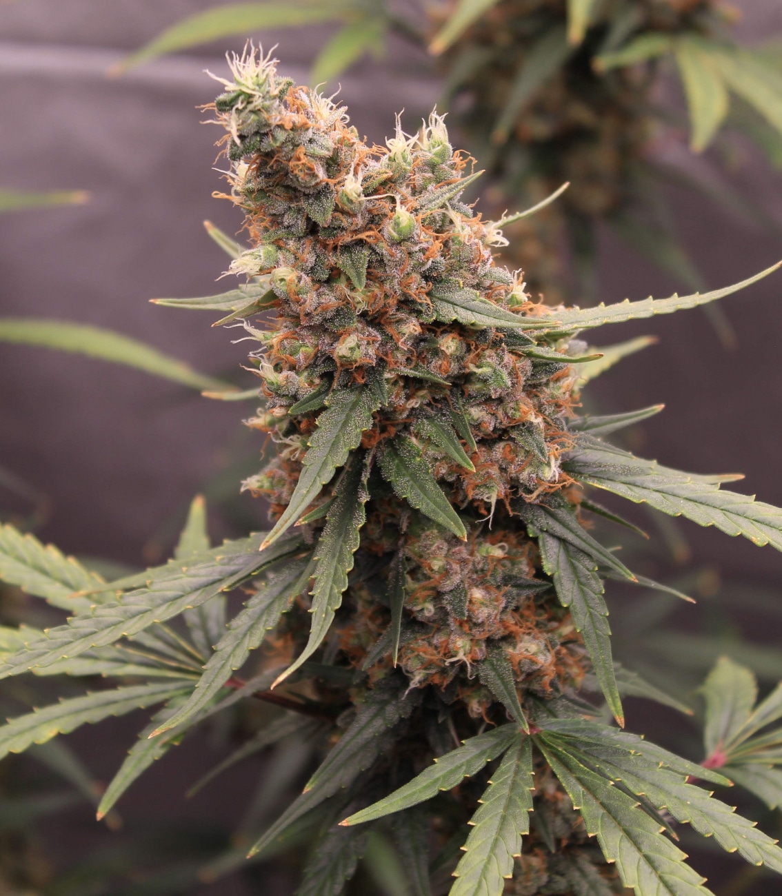 Cookies Gelato Auto Royal Queen Seeds