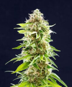 Cookies Haze Kannabia Seeds