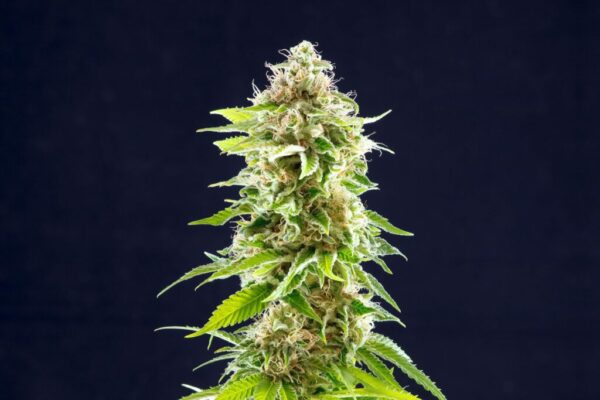Cookies Haze Kannabia Seeds