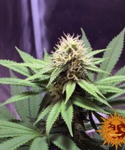 Cookies Kush — изображение 2