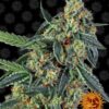 Cookies Kush Barneys Farm Seeds