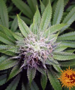 Cookies Kush — изображение 3