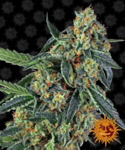 Cookies Kush Barneys Farm Seeds