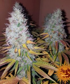 Cookies Kush — изображение 4