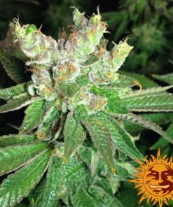 Cookies Kush — изображение 5