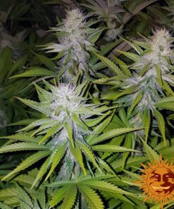 Cookies Kush — изображение 6