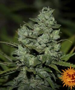 Cookies Kush — изображение 7