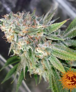 Cookies Kush — изображение 8