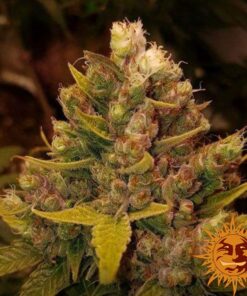 Cookies Kush — изображение 9