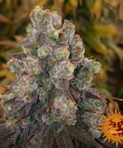 Cookies Kush — изображение 10