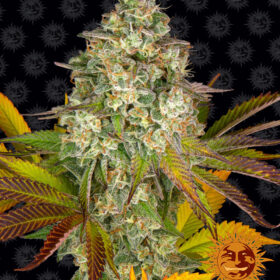 Cookies Kush Auto Barneys Farm Seeds