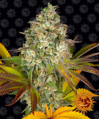 Cookies Kush Auto Barneys Farm Seeds