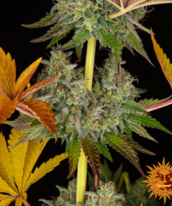 Cookies Kush Auto — изображение 2