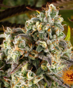 Cookies Kush Auto — изображение 11