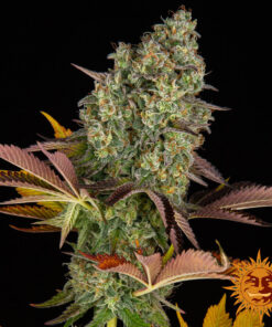 Cookies Kush Auto — изображение 3