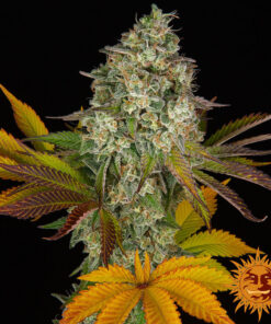 Cookies Kush Auto — изображение 4